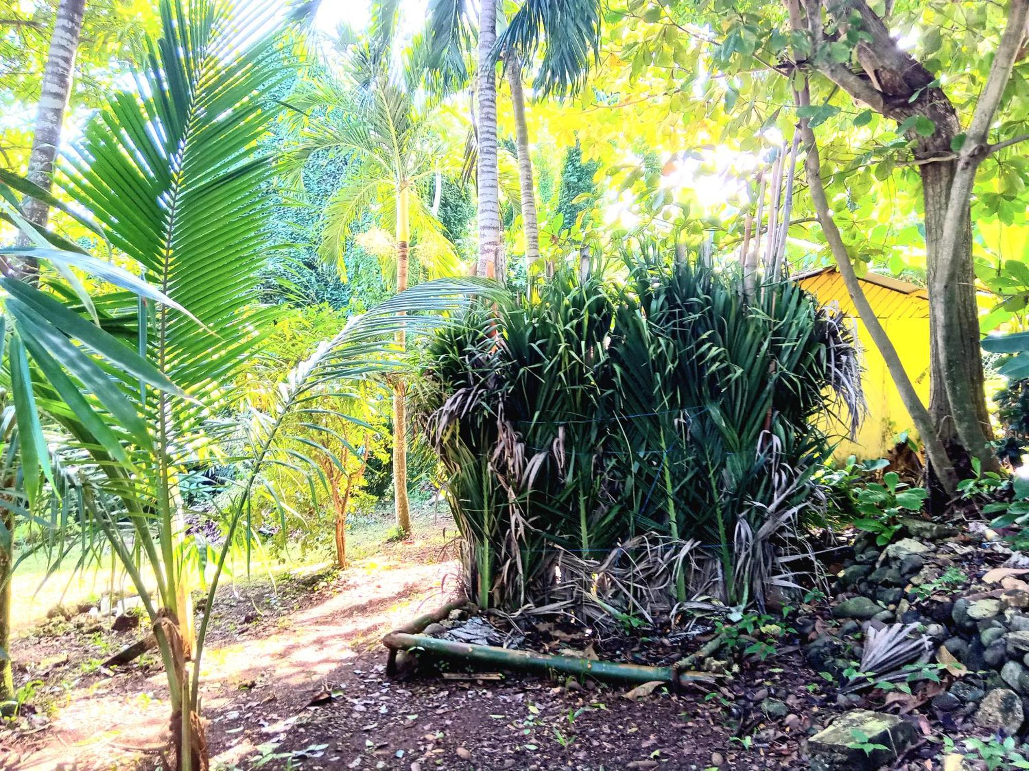 La Familia Guest House And Natural Farm Port Antonio Bagian luar foto